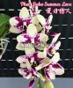 фото Фаленопсис (Phalaenopsis Jiaho Summer Love) Тайвань от магазина магазина орхидей Ангелок