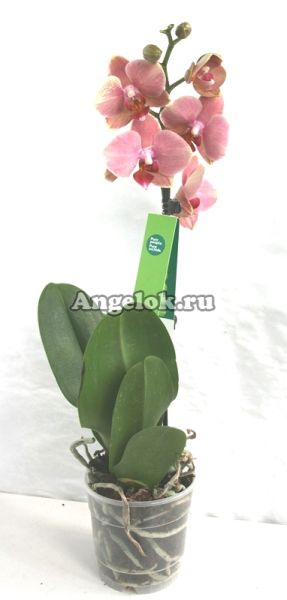 фото Фаленопсис (Phalaenopsis ) ph-87 от магазина магазина орхидей Ангелок