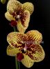 фото Фаленопсис Карин Алоха (Phalaenopsis Elegant Karin Aloha) от магазина магазина орхидей Ангелок