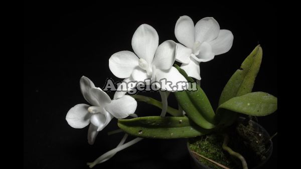 фото Амезиелла (Amesiella monticola) от магазина магазина орхидей Ангелок