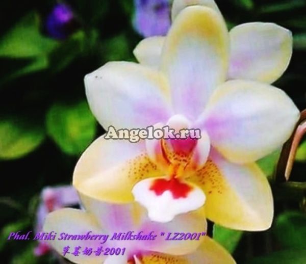 фото Фаленопсис (Phalaenopsis Miki Strawberry Milkshake " LZ2001") Тайвань от магазина магазина орхидей Ангелок