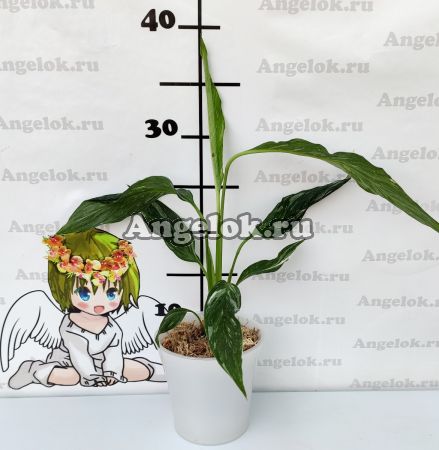 фото Спатифиллум Домино детка (Spathiphyllum Domino) от магазина магазина орхидей Ангелок