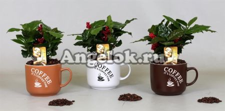 фото Кофе (Coffea) от магазина магазина орхидей Ангелок