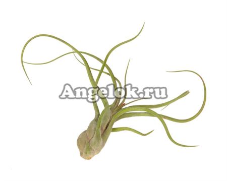 фото Тилландсия Голова медузы (Tillandsia caput-medusae) от магазина магазина орхидей Ангелок