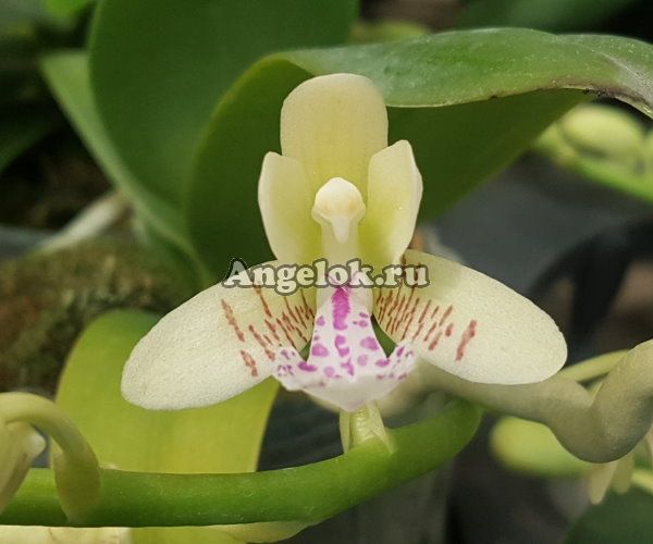 фото Седирея японская (Sedirea japonica) от магазина магазина орхидей Ангелок