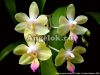фото Фаленопсис Javalin (Phalaenopsis lindenii x javanica) от магазина магазина орхидей Ангелок