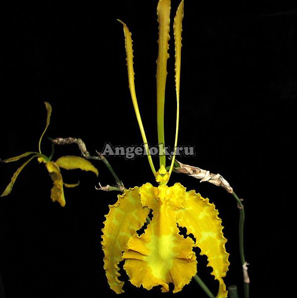 фото Психопсис (psychopsis Mariposa alba) Тайвань от магазина магазина орхидей Ангелок