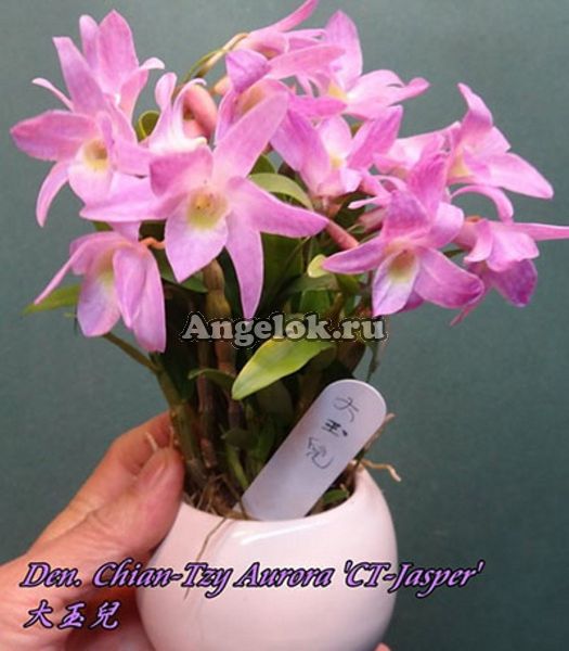 фото Дендробиум (Den. Chian-Tzy Aurora 'CT-Jasper') Тайвань от магазина магазина орхидей Ангелок