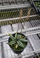 фото Циклопогон (Cyclopogon elatus) Тайвань от магазина магазина орхидей Ангелок