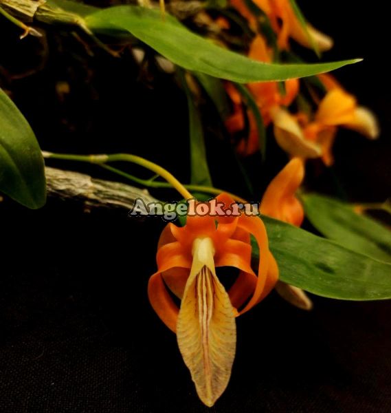 фото Дендробиум Уникальный (Dendrobium unicum) от магазина магазина орхидей Ангелок