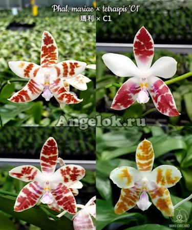 фото Фаленопсис Марии на Тетраспис (Phalaenopsis  mariae × tetraspis 'C1') от магазина магазина орхидей Ангелок