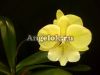 фото Фаленопсис Биг Лип (Phalaenopsis KS Big Stone) Тайвань от магазина магазина орхидей Ангелок