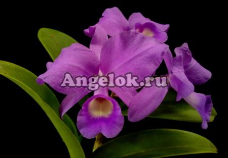 фото Каттлея Скиннера (Cattleya skinneri) Тайвань от магазина магазина орхидей Ангелок