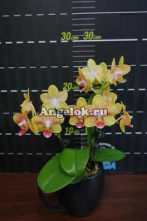 фото Фаленопсис (Dtps.Miki Golden Sean Baby) Тайвань от магазина магазина орхидей Ангелок