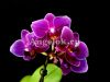 фото Фаленопсис мини (Phalaenopsis Morelia) от магазина магазина орхидей Ангелок