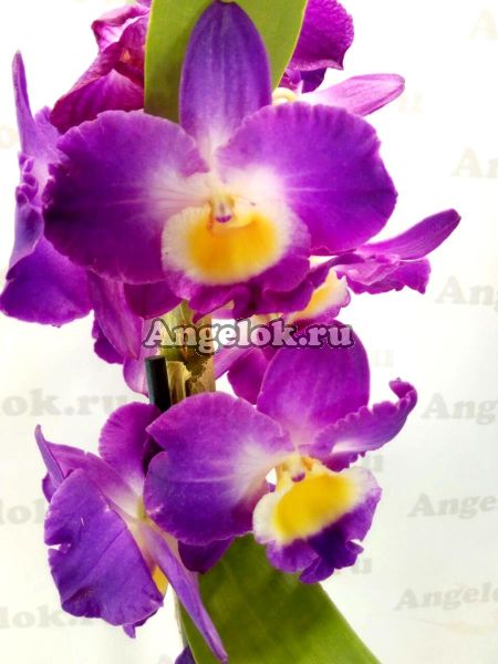 фото Дендробиум нобиле (Dendrobium Comet King Akatsuki) от магазина магазина орхидей Ангелок