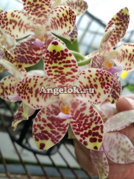 фото Фаленопсис Гигантея (Phalaenopsis gigantea) от магазина магазина орхидей Ангелок