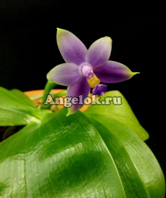Фаленопсис Самера (Phalaenopsis Samera var. blue × sib) Тайвань