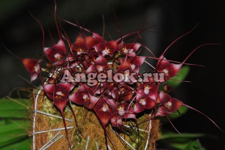 фото Дракула (Dracula hirsuta red) от магазина магазина орхидей Ангелок