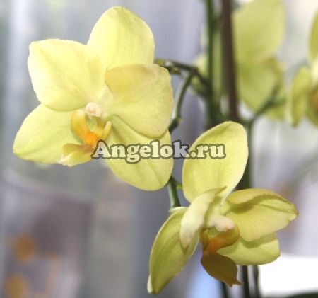 Фаленопсис мини (Phalaenopsis ) ph-15