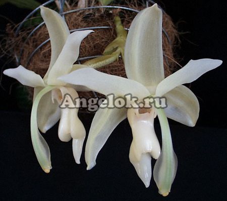 фото Стангопея (Stanhopea grandiflora) детка от магазина магазина орхидей Ангелок