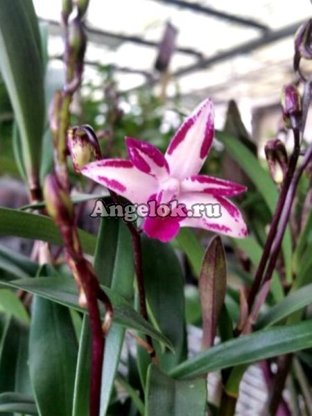 фото Дендробиум Кинга (Dendrobium specio-kingianum) белый от магазина магазина орхидей Ангелок