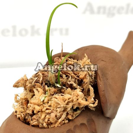 фото Блок для орхидей Слоник от магазина магазина орхидей Ангелок