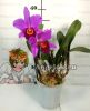 Каттлея (Cattleya) cat-17