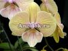 фото Фаленопсис Биг Лип детка (Phalaenopsis JC Stars Shining) Тайвань от магазина магазина орхидей Ангелок