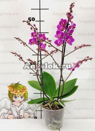 фото Фаленопсис бабочка (Phalaenopsis Little Pinky) пелорик от магазина магазина орхидей Ангелок