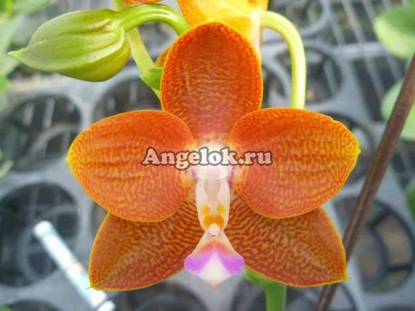 фото Фаленопсис (P. Mituo Champion King_406) Тайвань от магазина магазина орхидей Ангелок