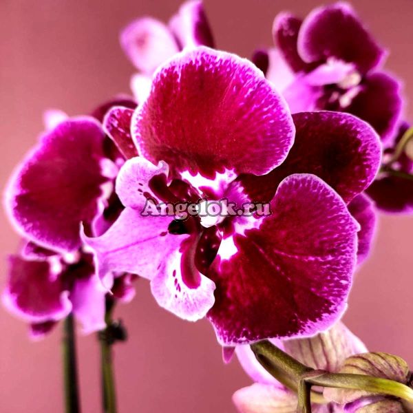 фото Фаленопсис Биг Лип Бенни (Phalaenopsis Benny) от магазина магазина орхидей Ангелок