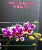 фото Фаленопсис (Phalaenopsis I-Hsin Agra '503') детка от магазина магазина орхидей Ангелок