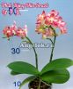 фото Фаленопсис (Phalaenopsis Tying Shin Smart) Тайвань от магазина магазина орхидей Ангелок