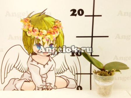 Фаленопсис Летнее Дыхание детка (Phalaenopsis Summer Breath '401') Тайвань