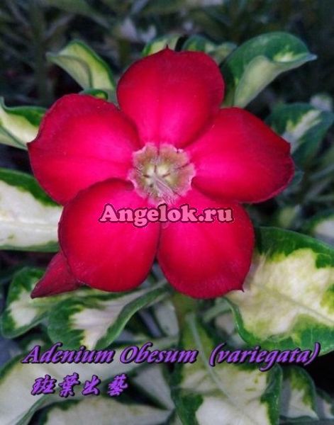 фото Адениум пестролистный (Adenium obesum variegata) от магазина магазина орхидей Ангелок