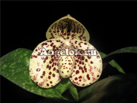 фото Пафиопедилюм хорошенький (Paphiopedilum bellatulum) от магазина магазина орхидей Ангелок
