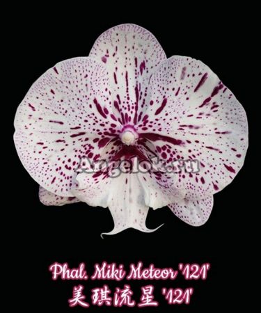 фото Фаленопсис Биг Лип (Phalaenopsis Miki Meteor '121') Тайвань от магазина магазина орхидей Ангелок