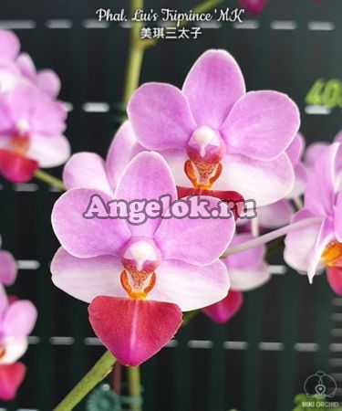 фото Фаленопсис (Phalaenopsis Liu's Triprince 'MK') Тайвань от магазина магазина орхидей Ангелок