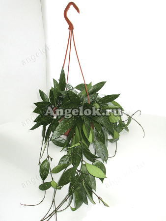 фото Хойя изящная (Hoya gracilis) от магазина магазина орхидей Ангелок