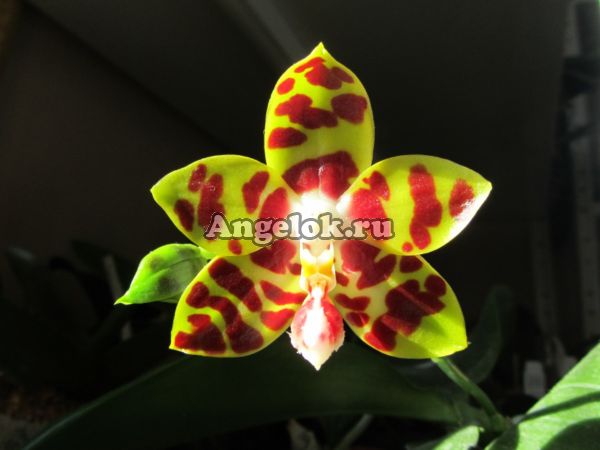 фото Фаленопсис (Phalaenopsis Yaphon Sir) Тайвань от магазина магазина орхидей Ангелок