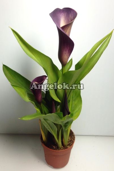фото Калла (Zantedeschia) фиолетовая от магазина магазина орхидей Ангелок