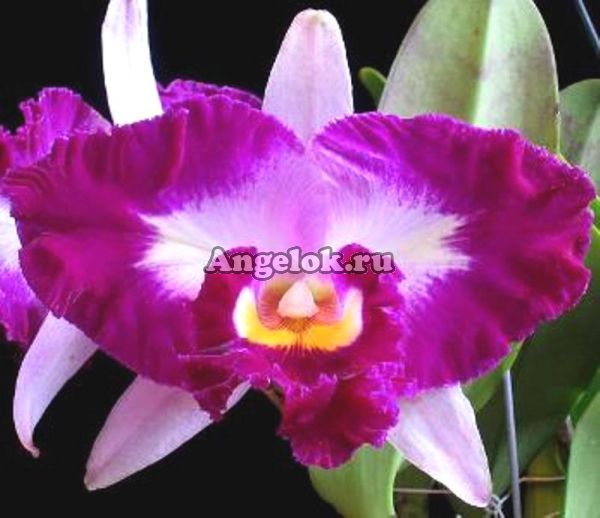 фото Каттлея (C.Moscombe (variegata)) Тайвань от магазина магазина орхидей Ангелок
