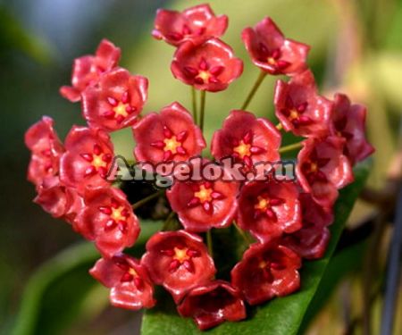 фото Хойя Госпожи Сиар (Hoya siariae red) черенок от магазина магазина орхидей Ангелок