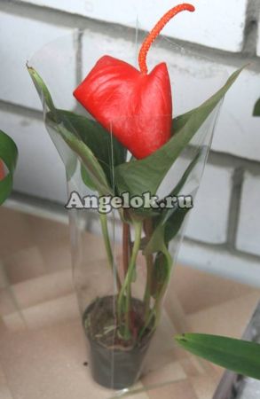 Антуриум Шерцера (Anthurium scherzerianum) 02 красный