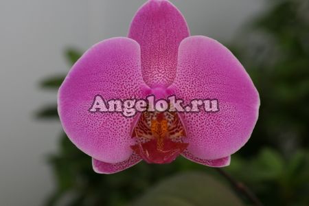 Фаленопсис (Phalaenopsis ) ph-01