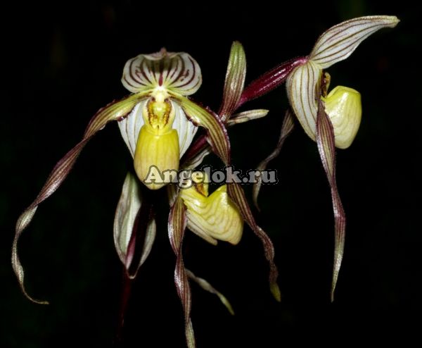 фото Пафиопедилум филиппинский (Paphiopedilum philippinense) от магазина магазина орхидей Ангелок