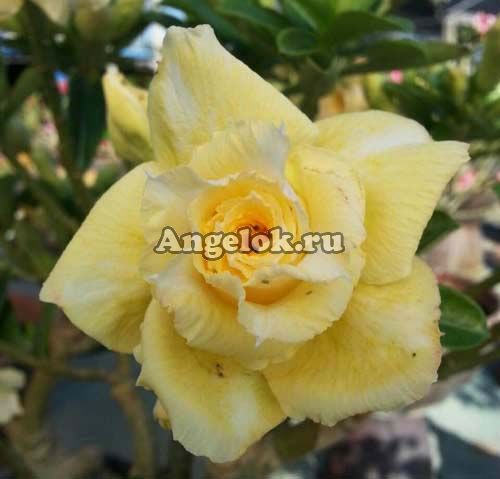 фото Адениум (Adenium obesum Sutikan) от магазина магазина орхидей Ангелок