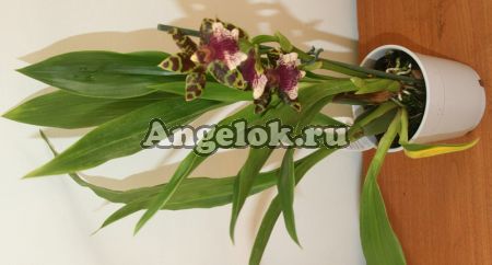 Зигопеталум (Zygopetalum) z-06