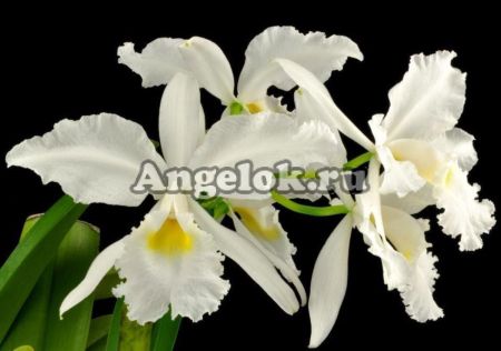 фото Каттлея Варшевича альба (Cattleya warscewiczii var. alba) от магазина магазина орхидей Ангелок